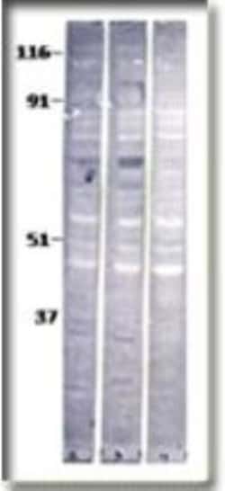 Baboon Antibody, Novus Biologicals 0.025 mg; Unconjugated:Antibodies, Polyclonal