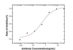 Baculovirus Envelope gp64 protein Antibody (M001), Novus Biologicals:Antibodies:Primary