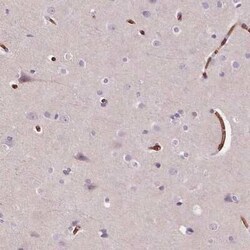 Band 3 Antibody, Novus Biologicals 25 &mu;L | Buy Online | Novus Biologicals | Fisher Scientific