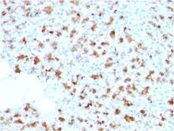 BarX1 Antibody (BARX1/2759) - Azide and BSA Free, Novus Biologicals 100