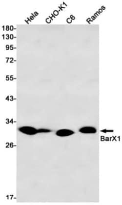 BarX1 Antibody (S01-3A3), Novus Biologicals:Antibodies:Primary Antibodies