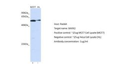 BarX2 Rabbit anti-Human, Polyclonal, Novus Biologicals 0.1ml; Unconjugated:Antibodies,