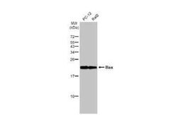 Bax Antibody (HL236), Novus Biologicals 100 &mu;g | Buy Online | Novus Biologicals | Fisher Scientific