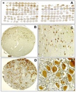Bax inhibitor 1 Antibody (20F565) - Azide and BSA Free, Novus Biologicals