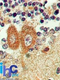 Bax inhibitor 1 Antibody (20F565) - Azide and BSA Free, Novus Biologicals