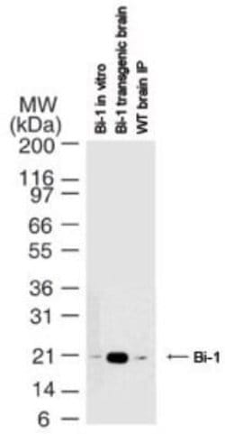 Bax inhibitor 1 Antibody (20F565) - Azide and BSA Free, Novus Biologicals