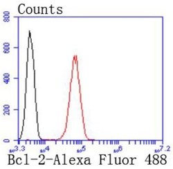 Bcl-2 Antibody (JF104-8), Novus Biologicals 100 &mu;L | Buy Online | Novus Biologicals | Fisher Scientific
