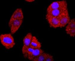 Bcl-2 Antibody (JF104-8), Novus Biologicals 100 &mu;L | Buy Online | Novus Biologicals | Fisher Scientific
