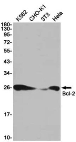 Bcl-2 Rabbit anti-Human, Mouse, Clone: S07-2A1, Novus Biologicals 100 &mu;g | Buy Online | Novus Biologicals | Fisher Scientific