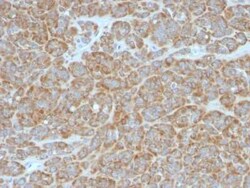 Bcl-2 Antibody (BCL2/796), Novus Biologicals 0.1mg; Unlabeled:Antibodies,