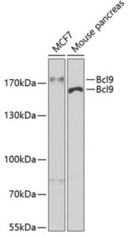 Bcl-9 Antibody - BSA Free, Novus Biologicals:Antibodies:Primary Antibodies