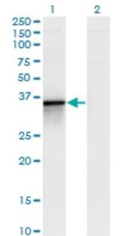 Bcl G Antibody (1D11), Novus Biologicals 0.1 mg | Buy Online | Novus Biologicals | Fisher Scientific