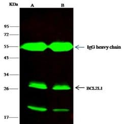 Bcl-xL Rabbit anti-Human, Clone: 16, Novus Biologicals:Antibodies:Primary