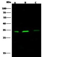 Bcl-xL Rabbit anti-Human, Clone: 16, Novus Biologicals:Antibodies:Primary