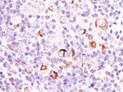 bcl-x Antibody (SPM337), Novus Biologicals:Antibodies:Primary Antibodies