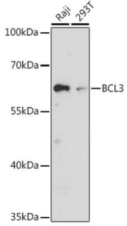 Bcl3 Antibody - Azide and BSA Free, Novus Biologicals:Antibodies:Primary
