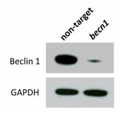 Beclin 1 Antibody Pack, Novus Biologicals 4 Vials; Unconjugated:Antibodies