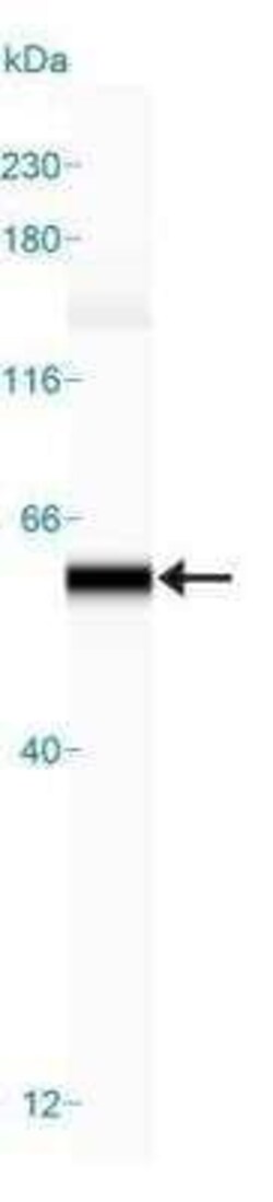 Beclin 1 Antibody Pack, Novus Biologicals 4 Vials; Unconjugated:Antibodies