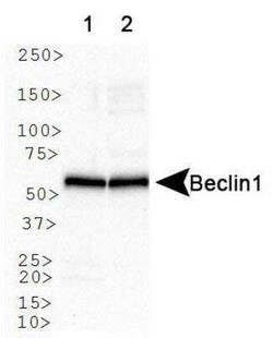 Beclin 1 Antibody Pack, Novus Biologicals 4 Vials; Unconjugated:Antibodies