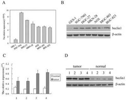 Beclin 1 Antibody Pack, Novus Biologicals 4 Vials; Unconjugated:Antibodies