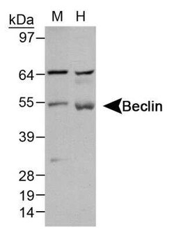 Beclin 1 Antibody Pack, Novus Biologicals 4 Vials; Unconjugated:Antibodies