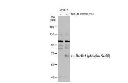 Beclin 1, p Ser90 Antibody, Novus Biologicals 100 &mu;g | Buy Online | Novus Biologicals | Fisher Scientific