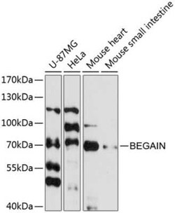 Begain Antibody - Azide and BSA Free, Novus Biologicals 0.1 mL | Buy Online | Novus Biologicals | Fisher Scientific