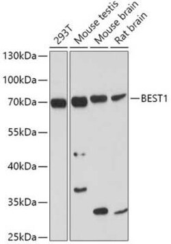 Bestrophin 1 Antibody - BSA Free, Novus Biologicals:Antibodies:Primary