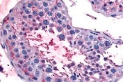 Bestrophin 2 Antibody, Novus Biologicals 50 &mu;g; Unconjugated:Antibodies,