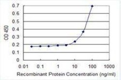 Beta-1,3-N-Acetylglucosaminyltransferase 1/B3GNT1 Antibody (2H6), Novus
