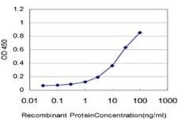 Beta-1,3-N-Acetylglucosaminyltransferase 2/B3GNT2 Antibody (1A8), Novus Biologicals 0.1 mg | Buy Online | Novus Biologicals | Fisher Scientific
