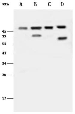 Beta 2 Adaptin Antibody, Novus Biologicals™