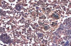 Beta Dystroglycan Antibody (GT9112), Novus Biologicals 100 &mu;g; Unconjugated:Antibodies,