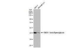 Beta Dystroglycan Antibody (GT9112), Novus Biologicals 100 &mu;g; Unconjugated:Antibodies,