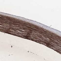 Beta Ig-h3/TGFBI Antibody, Novus Biologicals:Antibodies:Primary Antibodies
