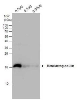 Beta Lactoglobulin Antibody, Novus Biologicals 1 mL; Unconjugated:Antikörper