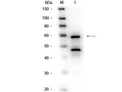 ADAM15 Antibody (007), Alexa Fluor 488, Novus Biologicals 0.1 mL | Buy Online | Novus Biologicals | Fisher Scientific