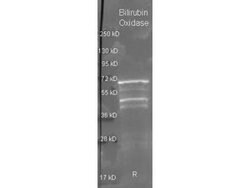ADAM15 Antibody (007), Alexa Fluor 532, Novus Biologicals 0.1 mL | Buy Online | Novus Biologicals | Fisher Scientific