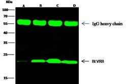 Biliverdin Reductase B/BLVRB Rabbit anti-Human, Clone: 9, Novus Biologicals