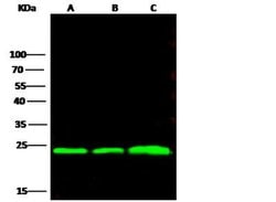 Biliverdin Reductase B/BLVRB Rabbit anti-Human, Clone: 9, Novus Biologicals