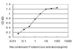 Blk Antibody (7A12), Novus Biologicals 0.1 mg | Buy Online | Novus Biologicals | Fisher Scientific