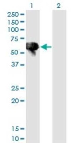 Blk Antibody (7A12), Novus Biologicals 0.1 mg | Buy Online | Novus Biologicals | Fisher Scientific