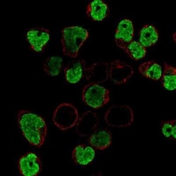 Blk Antibody, Novus Biologicals:Antibodies:Primary Antibodies