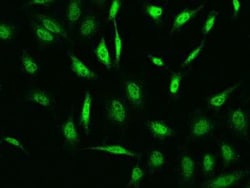 Bmf Antibody, Novus Biologicals 100 &mu;g | Buy Online | Novus Biologicals | Fisher Scientific