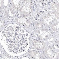 Borealin Antibody, Novus Biologicals:Antibodies:Primary Antibodies