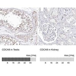 Borealin Antibody, Novus Biologicals:Antibodies:Primary Antibodies
