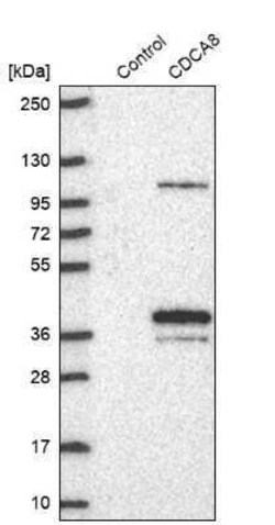 Borealin Antibody, Novus Biologicals:Antibodies:Primary Antibodies