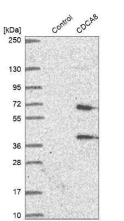Borealin Antibody, Novus Biologicals 0.1 mL | Buy Online | Novus Biologicals | Fisher Scientific