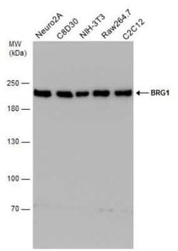 Brg1 Antibody (GT2712), Novus Biologicals 100 &mu;g | Buy Online | Novus Biologicals | Fisher Scientific