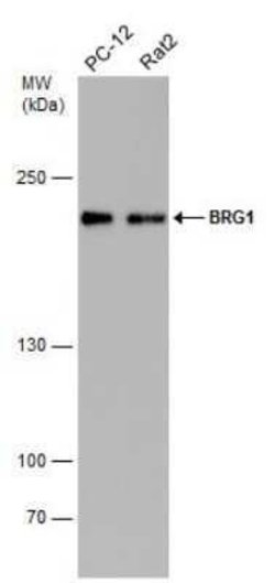 Brg1 Antibody (GT2712), Novus Biologicals 100 &mu;g | Buy Online | Novus Biologicals | Fisher Scientific